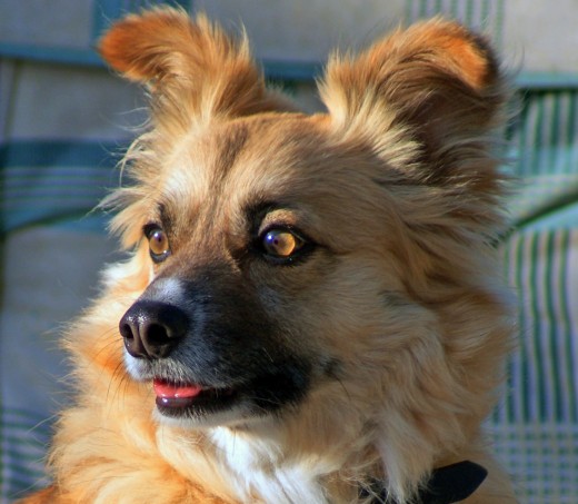 Sentado en el jardin, tomando el sol !!!

Mirando a todo el mundo - como siempre !!